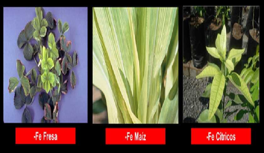 Deficiencia De Hierro En Las Plantas